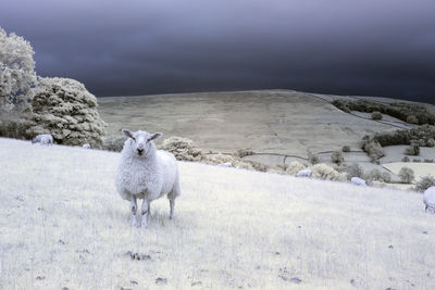 View of sheep in black and white, infrared