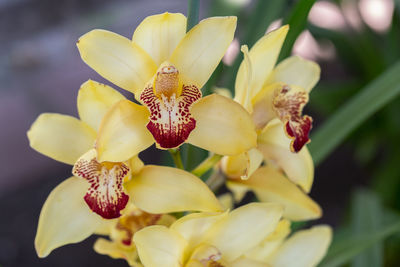 Close-up of yellow flowering plant