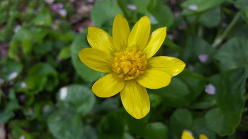 Close-up of yellow flower blooming outdoors