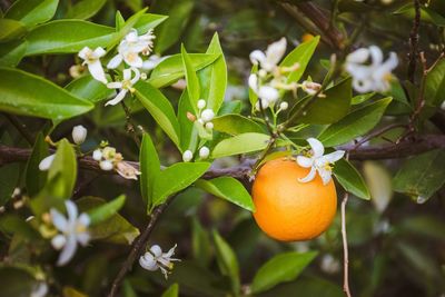 Close-up of fruit and its blossoms all together growing on tree