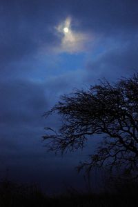 Low angle view of trees against sky