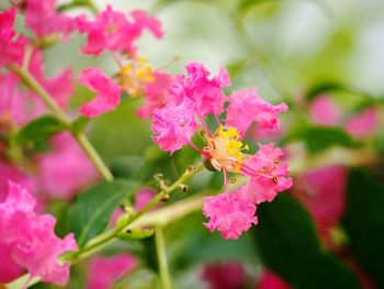 Close-up of pink flowering plant