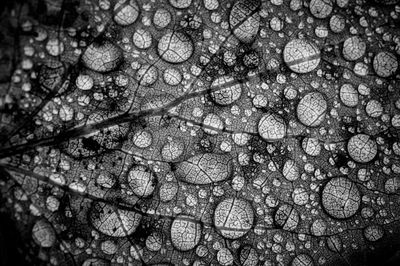Close-up of tree
