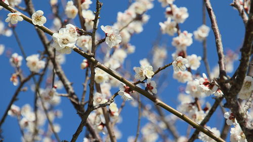 Low angle view of cherry blossom against sky