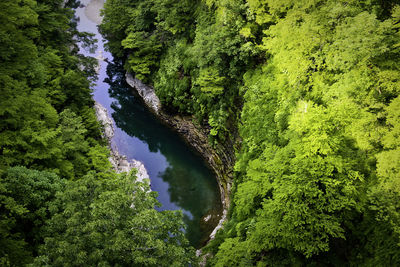 Scenic view of river amidst trees in forest