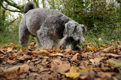 Dog sniffing a trail among autumn leaves