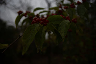 Close-up of berries on plant