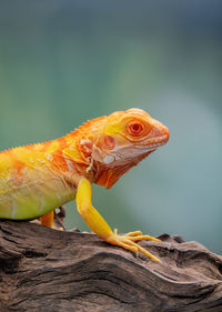animal themes