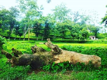 Trees on grassy field