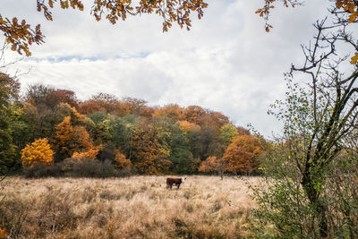 Trees on field against sky