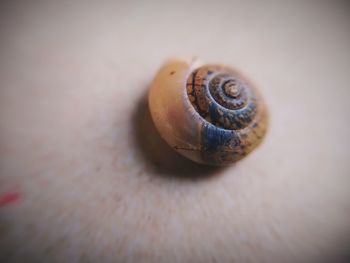 Close-up of snail