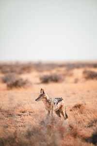 Side view of dog on field