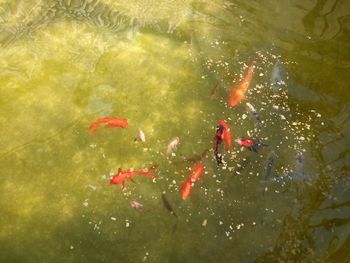 High angle view of koi carps swimming in pond