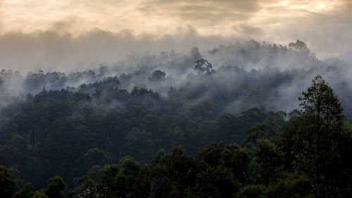 Panoramic view of trees and mountains against sky