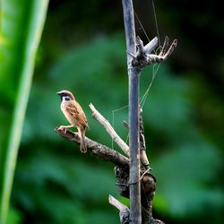 Close-up of bird perching on branch