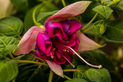 Close-up of pink flower