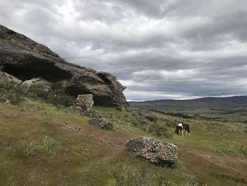 View of an animal on rock