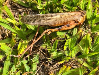 Close-up of insect on grass