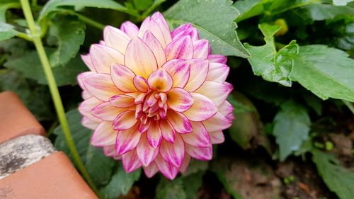 Close-up of pink flower