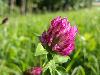 Close-up of pink flower blooming outdoors