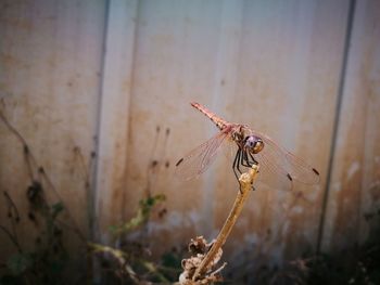 Close-up of dragonfly flying against wall