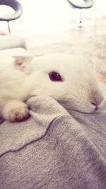 domestic animals