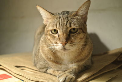 Close-up portrait of a cat