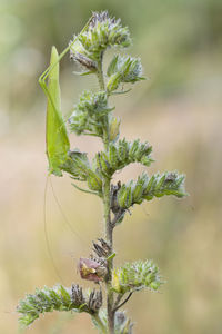 Close-up of plant