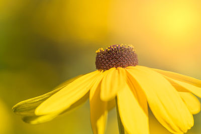 Close-up of yellow daisy flower