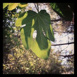 Low angle view of tree