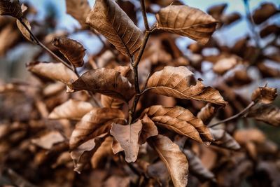 Close-up of dry leaves on plant