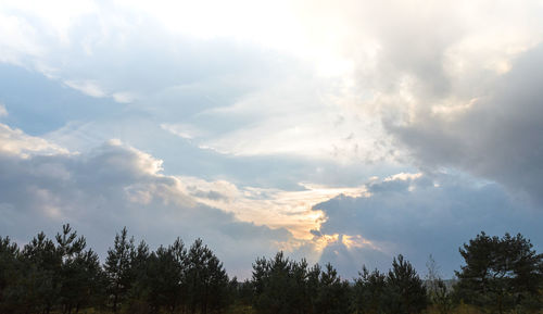 Low angle view of trees against sky during sunset