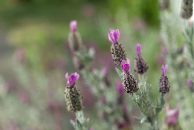 Close-up of purple flowering plants on field