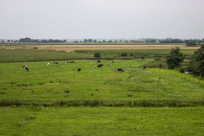 Flock of sheep on grassy field against sky