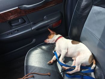 Dog sitting in car