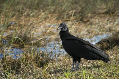 Black bird perching on grass