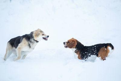 Dog on snow covered field