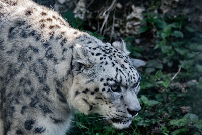 Close-up of a cat