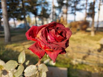Close-up of red rose