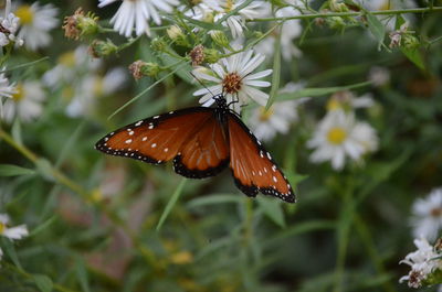 Close-up of butterfly pollinating on flower