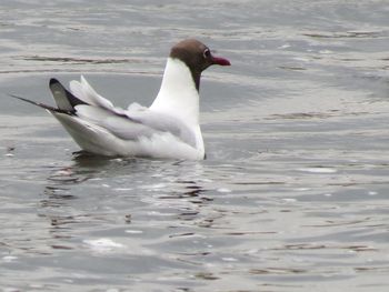 Duck swimming in lake