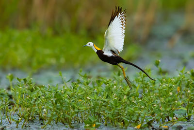 Close-up of bird perching on plant