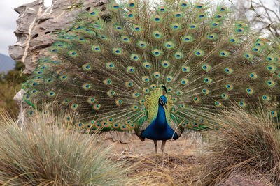 Peacock on blue flower