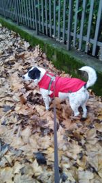 View of a dog on the fence