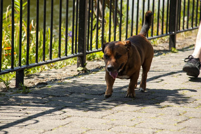 Dog walking on footpath