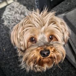 Close-up portrait of a dog