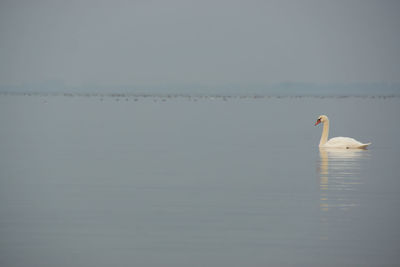 Swan swimming in lake