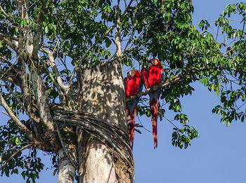 Low angle view of bird perching on tree