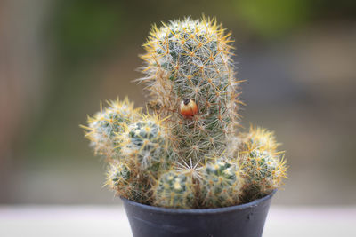 Close-up of cactus flower pot