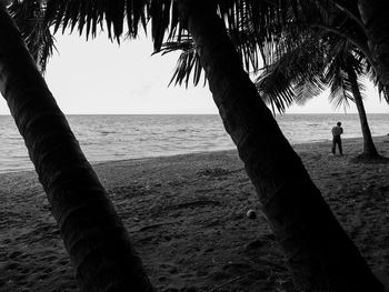 Scenic view of palm trees on beach